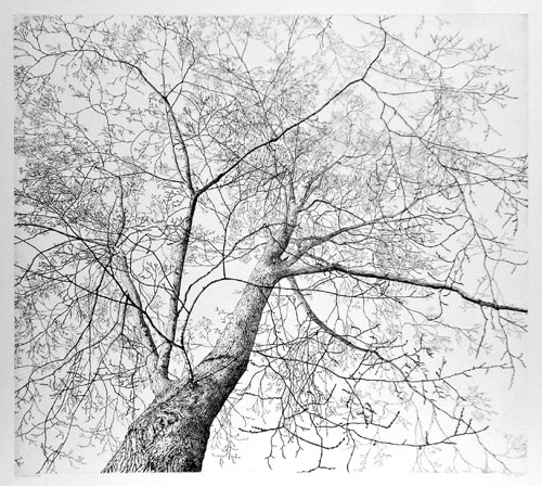 Reinder Homan, Elm (No.1). This etching is SOLD.