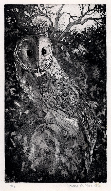 DIANA DE VERE COLE, Born Guildford 1941. Owl. Original aquatint, 1986.