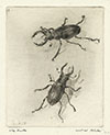 The Works of Michael Blaker | Exhibition by Elizabeth Harvey-Lee |  Stag Beetles