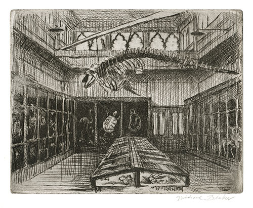 Michael Blaker | Skeleton Room of Brighton Museum