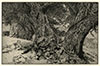 Charles Holroyd, The Shadow of the Yews. Original etching, 1903. 