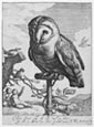 CORNELIS BLOEMAERT, Utrecht 1603 – 1692 Rome. An Owl on a Perch. Original etching with engraving, c1625.