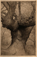 MORTIMER MENPES, Port Adelaide, South Australia 1860 – 1938 Iris Court, Pangbourne. A giant Oak. Original drypoint, 1907-08. For sale, priced £500