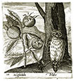 JOHANN HOGENBURG, Born c1550. Active 1594 – 1614. Medlar, Owl, Lily.  From the series of original engravings, c1600, Plants, Animals, and Birds.