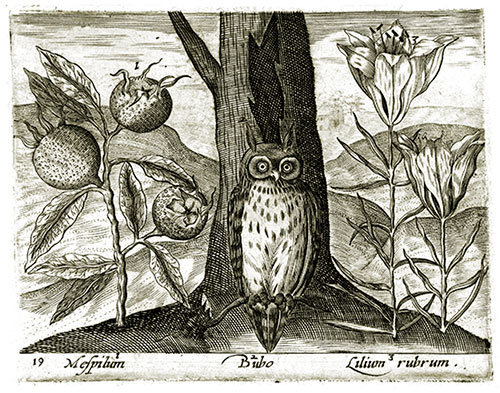 JOHANN HOGENBURG, Born c1550. Active 1594 – 1614. Medlar, Owl, Lily.  From the series of original engravings, c1600, Plants, Animals, and Birds.