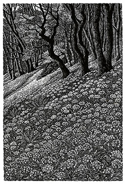 SUE SCULLARD S.W.E., born Kent 1958. Woodland with Wild Garlic. Original wood engraving, 2014.