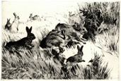 WINIFRED AUSTEN R.E., Ramsgate 1876 – 1964 Orford. Rabbits. Original drypoint, c1930’s.