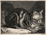 CORNELIS VISSCHER, Haarlem 1629 – 1658 Amsterdam. The Large Cat. Original engraving, c1657