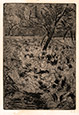 CAMILLE PISSARRO, St Thomas, Danish Antilles 1830 – 1903 Paris. Champ de Choux, Field of Cabbages. Original soft-ground etching, c1880. 