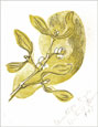 Gertrude Hermes, Mistletoe. This linocut is for sale