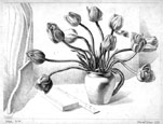 OSMUND CAINE, Manchester 1914 – 2004 London. Tulips. Original lithograph, 1938 This print is sold.