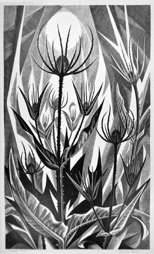 Monica Poole, Teasels. This original wood engraving is for sale: £500