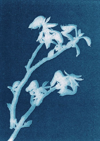 Bertha Jacques (1863–1941): Orchid